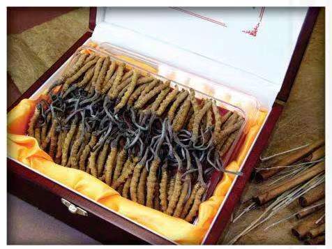 镇康冬虫夏草回收